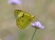 DSC_2738 copy.jpg