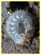 larva Coleottero - Anzio 20.6.2022 - (6).JPG