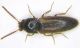 Adrastus sp. sm.jpg