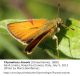 Thymelicus_lineola.jpg