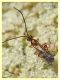 Braconidae Braconinae - Anzio 20.6.2022 - (3).JPG