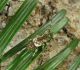 Pogonocherus_eugeniae.JPG