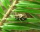 Pogonocherus_ovatus.JPG