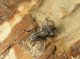 Pogonocherus_creticus.JPG