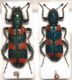 Cleridae - Greece.JPG