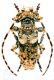 Pogonocherus ehdenensis.jpg