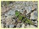 Decticus verrucivorus - Trepalle - Sondrio circa 2100 m. s.l.m. - 8.7.2022 - (4).JPG