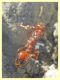 Formicidae - Trepalle - Sondrio circa 2100 m. s.l.m. 5.7.2022 - (1).JPG
