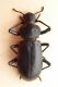 Iphthiminus italicus.JPG