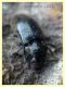 Hydraenidae - 6.7.2022 - Trepalle - Sondrio circa 2100 m. s.l.m. - (2).JPG