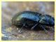 Hydraenidae - 6.7.2022 - Trepalle - Sondrio circa 2100 m. s.l.m. - (7).JPG