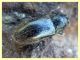 Hydraenidae - 6.7.2022 - Trepalle - Sondrio circa 2100 m. s.l.m. - (8).JPG