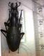 C. (D.) blaptoides capito.jpg