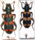 Cleridae - Greece.JPG