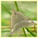 Crambidae Pyraustinae 7.7.2022 - Trepalle - Sondrio circa 2100 m. s.l.m. -.JPG