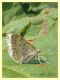Xanthorhoe montanata - 6.7.2022 - Trepalle - Sondrio circa 2100 m. s.l.m. - (3).JPG
