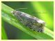 Celypha sp.  7.7.2022 - Trepalle - Sondrio circa 2100 m. s.l.m. - (2).JPG