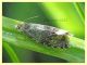 Celypha sp.  7.7.2022 - Trepalle - Sondrio circa 2100 m. s.l.m. - (3).JPG