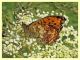 Melitaea sp. 6.7.2022 - Trepalle - Sondrio circa 2100 m. s.l.m. - (1).JPG