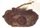 dorsal90x.jpg