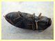 Elateridae 6 mm. - 8.7.2022 - Trepalle - Sondrio circa 2100 m. s.l.m.  - (2).JPG