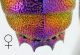 Chrysis maelensis F margine anale rid.jpg