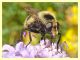 Volucella bombylans var. plumata 5.7.2022 -  Trepalle - Sondrio circa 2100 m. s.l.m. - (3).JPG