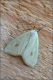 Sitochroa-palealis-20120801-001-DPPRWf.jpg