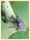 Bibio pomonae-femoralis femmina 5.7.2022 - Trepalle - Sondrio circa 2100 m. s.l.m. - (1).JPG