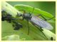 Bibio pomonae-femoralis femmina 5.7.2022 - Trepalle - Sondrio circa 2100 m. s.l.m. - (3).JPG