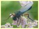 Bibio pomonae-femoralis maschio 8.7.2022 - Trepalle - Sondrio circa 2100 m. s.l.m. - (3).JPG