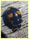 Ceratomegilla alpina alpina 6.7.2022 - Trepalle - Sondrio circa 2100 m. s.l.m. - (1).JPG