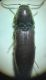 Screenshot_20220729-145503_Gallery.jpg