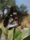 limenitis 2.jpg