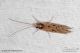 Polycentropodidae_Plectrocnemia_cf_conspersa_geniculata_Labriola_1779.jpg
