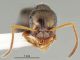 Proformica cerdanyensis_holotype_major head and antennae_CAS.jpg
