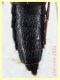 Mycetoporus longulus 5 mm - 8.7.2022 - Trepalle - Sondrio circa 2100 m. s.l.m. - (2).JPG