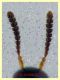 Mycetoporus longulus 5 mm - 8.7.2022 - Trepalle - Sondrio circa 2100 m. s.l.m. - (4).JPG