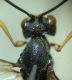 aFunt.Ram. thorax.JPG