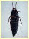 Tachyporinae 5 mm. - (56).JPG