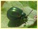Chrysomelidae ovideposizione - 7.7.2022 - Trepalle - Sondrio circa 2100 m. s.l.m. - (1).JPG