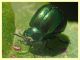 Chrysomelidae ovideposizione - 7.7.2022 - Trepalle - Sondrio circa 2100 m. s.l.m. - (4).JPG