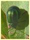 Chrysomelidae ovideposizione - 7.7.2022 - Trepalle - Sondrio circa 2100 m. s.l.m. - (2).JPG