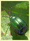 Chrysomelidae ovideposizione - 7.7.2022 - Trepalle - Sondrio circa 2100 m. s.l.m. - (6).JPG