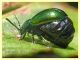Chrysomelidae ovideposizione - 7.7.2022 - Trepalle - Sondrio circa 2100 m. s.l.m. - (3).JPG