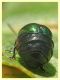 Chrysomelidae ovideposizione - 7.7.2022 - Trepalle - Sondrio circa 2100 m. s.l.m. - (5).JPG