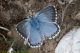 Lysandra bellargus-5.jpg