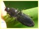 Elateridae 6.7.2022 - Trepalle - Sondrio circa 2100 m. s.l.m. - (6).JPG