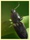Elateridae 6.7.2022 - Trepalle - Sondrio circa 2100 m. s.l.m. - (4).JPG