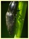 Elateridae 6.7.2022 - Trepalle - Sondrio circa 2100 m. s.l.m. - (2).JPG